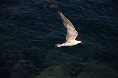 Bird flying over water