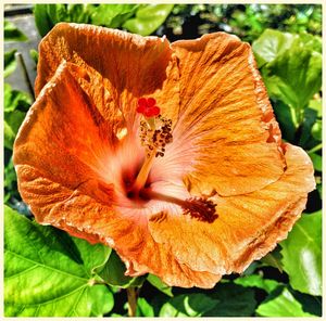 Close-up of orange flower