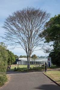 View of trees in park