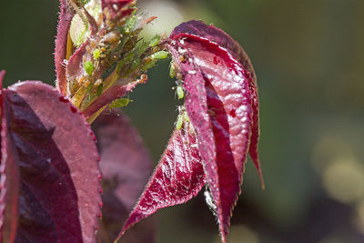 Close-up of wet red flowering plant