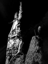 Low angle view of bird perching on tree at night