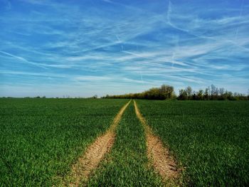 Surface level of grassland