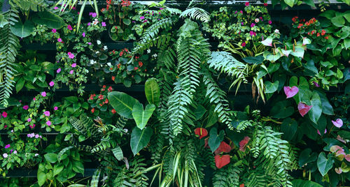 Close-up of pink flowering plants