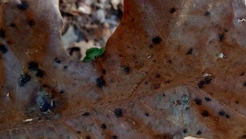 Full frame shot of leaves