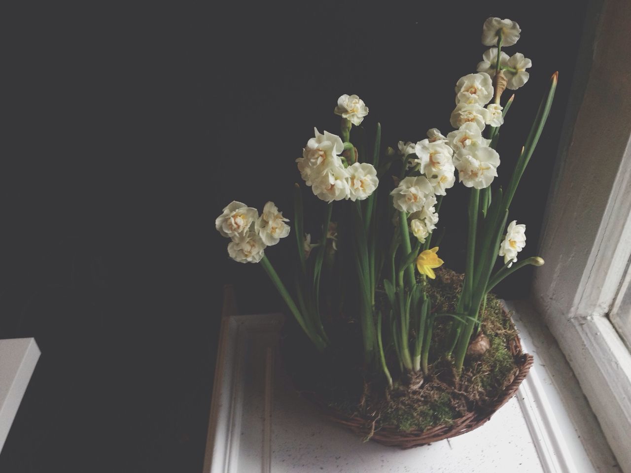 flower, indoors, growth, white color, potted plant, low angle view, plant, window, built structure, architecture, vase, home interior, decoration, fragility, no people, nature, freshness, house, day, sunlight