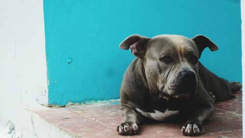 Close-up portrait of dog