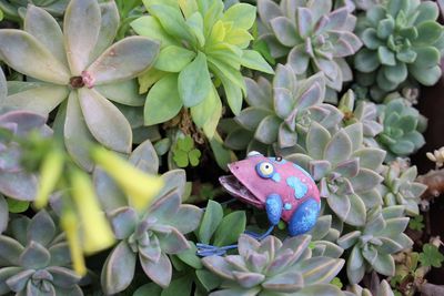 Close-up of butterfly on plant