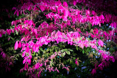 Close-up of pink flowers