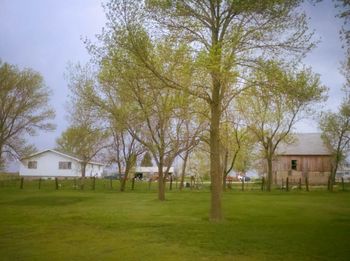 Trees on grassy field