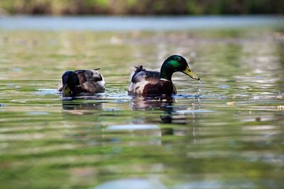 Ducks swimming in lake