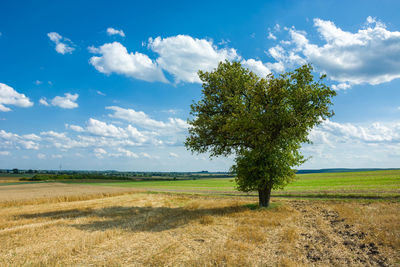 Amazing large deciduous tree growing on stubble, white clouds on blue sky