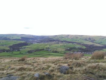 Scenic view of grassy field