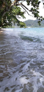 Scenic view of sea against trees