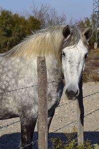 Close-up of horse standing on field