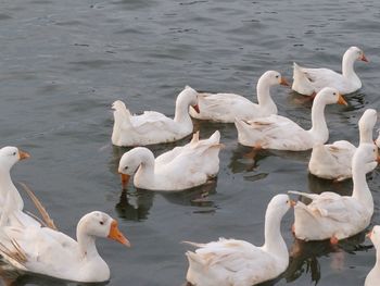 Swans and ducks swimming in lake