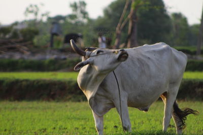 Cow in a agriculture field