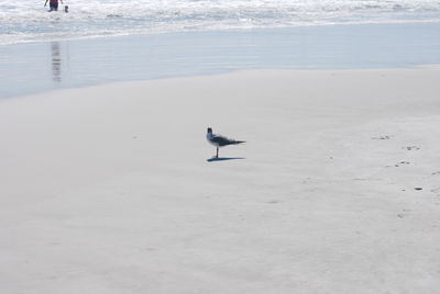 Seagull flying over beach