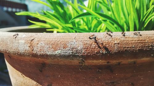 Close-up of bees on wood