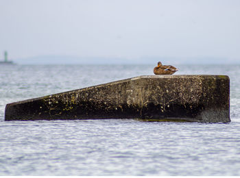 Bird perching on a sea