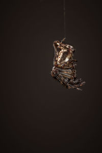 Close-up of spider against black background