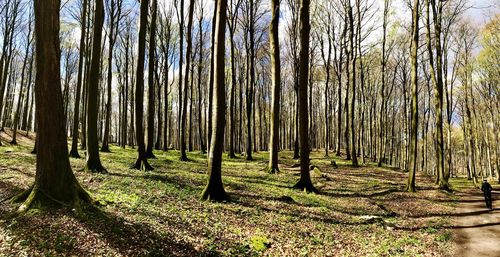 Trees in forest