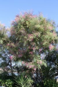 Low angle view of flowering tree