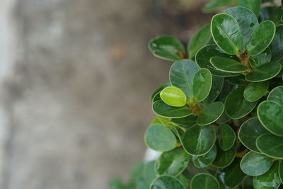 Close-up of plant leaves