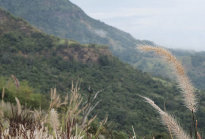 Close-up of plants on field against mountain range