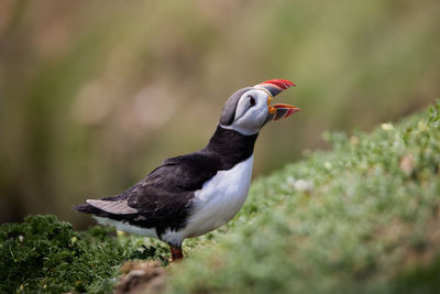 Close-up of bird perching on a plant