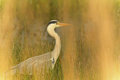 View of a bird on land