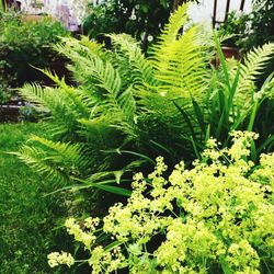 Plants growing on a tree