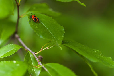 Close-up of ladybug on leaf