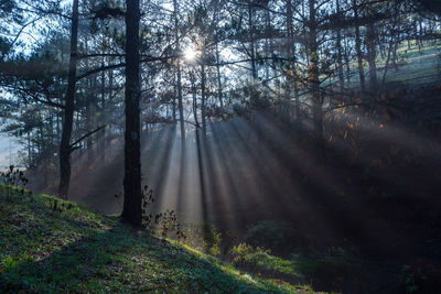 Trees in forest