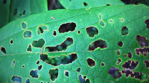 Full frame shot of prickly pear cactus