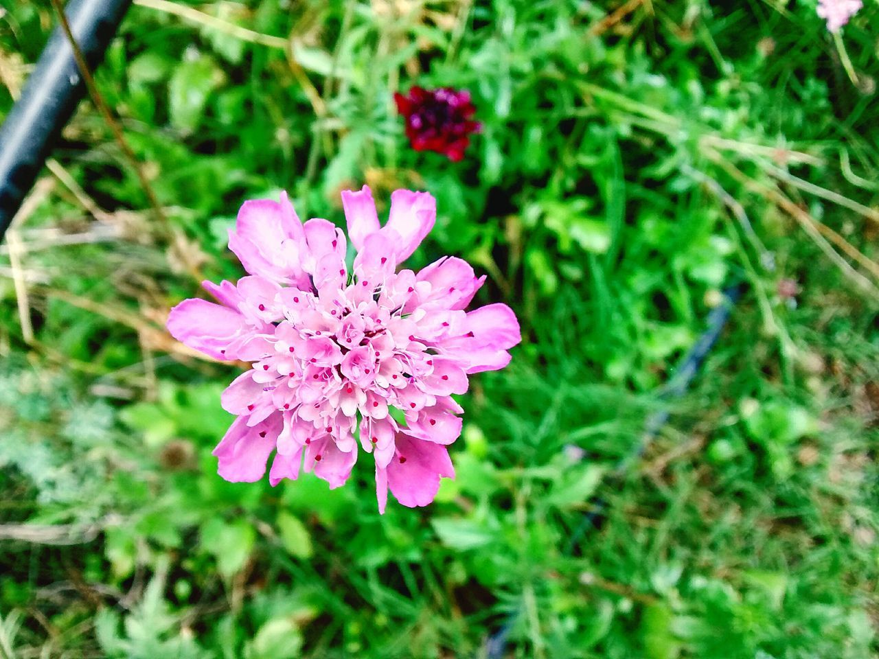 flower, freshness, fragility, growth, petal, pink color, beauty in nature, flower head, close-up, focus on foreground, blooming, nature, plant, in bloom, high angle view, pink, day, outdoors, blossom, park - man made space