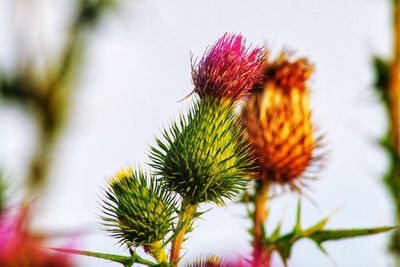 Close-up of thistle growing on plant