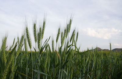 View of stalks in field against sky