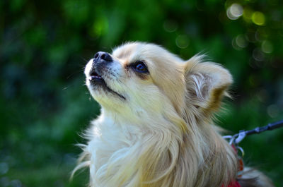 Close-up of a dog looking away