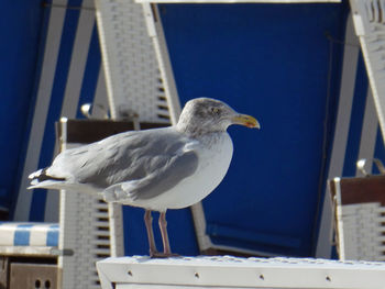 Close-up of seagull perching on railing