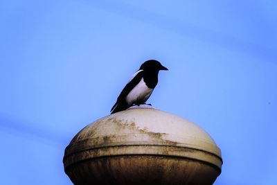 Low angle view of bird