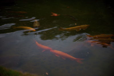 High angle view of koi carps swimming in lake