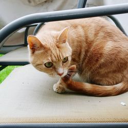 Close-up of cat sitting