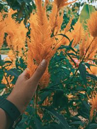 Midsection of person holding flowering plant