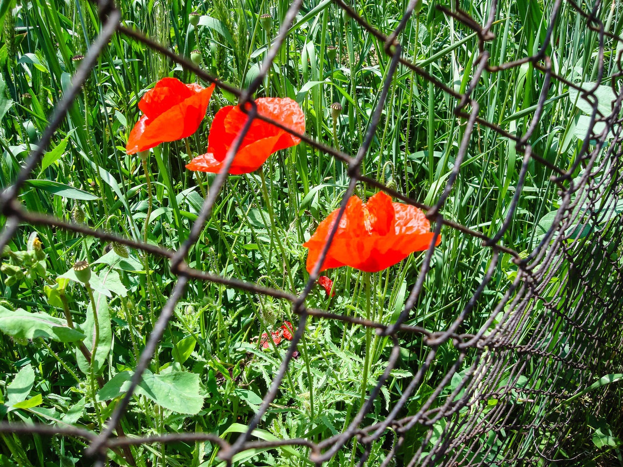 RED POPPY FLOWER IN FIELD