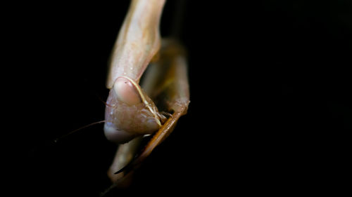 Close-up of praying mantis against black background