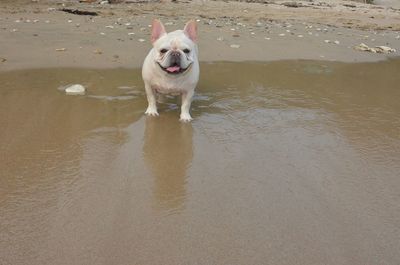 Dog in water