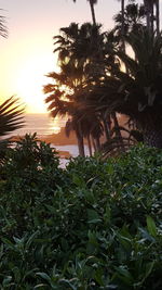 Palm trees growing at sunset