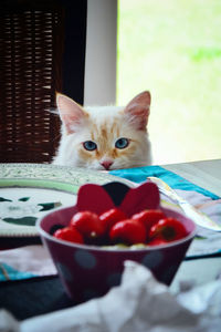 Portrait of cat sitting in plate