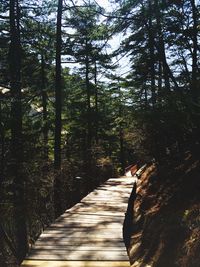 Footpath passing through forest