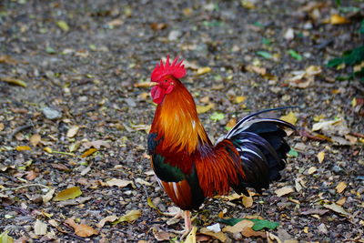 View of a bird on field